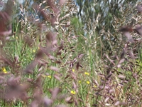 nte Rinatu-20110615 030